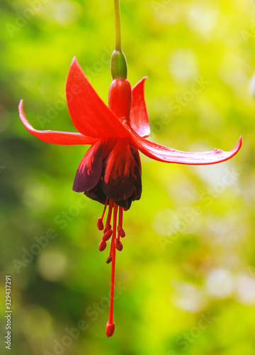 spring flowers