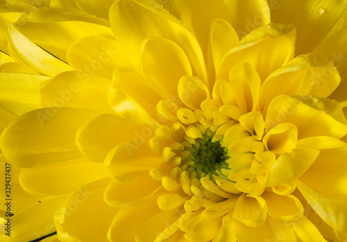 macro of a yellow flower © xyo33