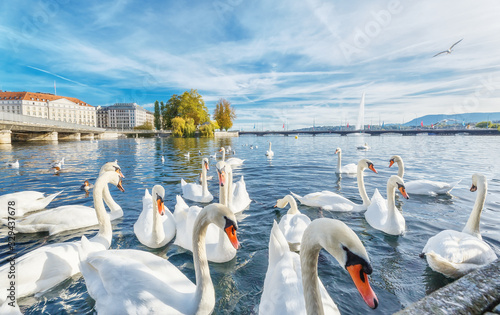 Geneva, Switzerland. Classical view of lake Geneva with waterfowl white swans by quay, famous fountain in background - the symbols of Geneva. Beautiful romantic scenery of Swiss city.