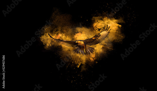 Bird. Dispersion, splatter effect. Black background. photo