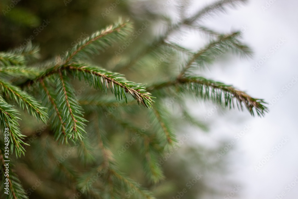 branches of a young spruce tree in winter forest, closeup branches of a young spruce tree in winter forest, closeup