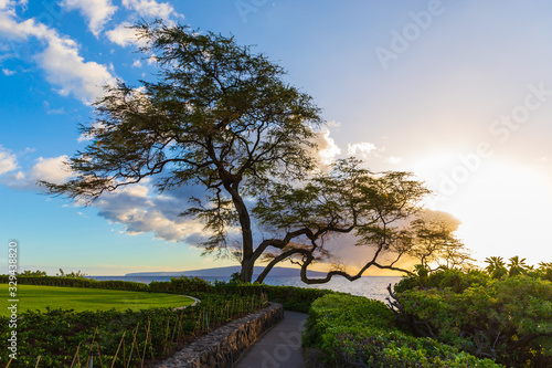 View of beautiful Wailea Beach Walk and stunning tree near sunset time in Wailea on Maui island, Hawaii photo