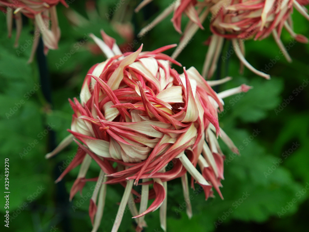 Japanese chrysanthemum known as brush in various colors Japanese chrysanthemum known as brush in various colors