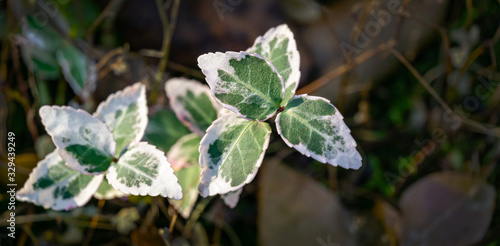 Green-white leaves Euonymus Fortunei Interbolwi on blurred brown background. Common names spindle or fortune's spindle, winter creeper or wintercreeper. Selective focus. Place for text photo