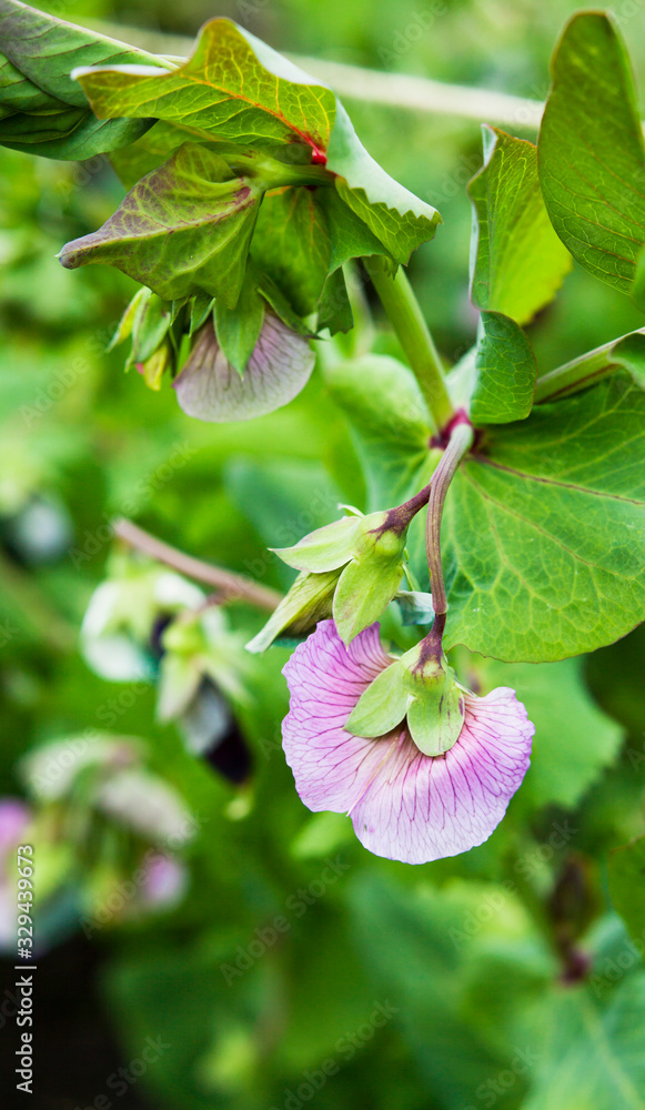 Pea Blauwschokker - pink flowers and dark burgundy pods of the edible pea pleant in the garden. Pea Blauwschokker - pink flowers and dark burgundy pods of the edible pea pleant in the garden.
