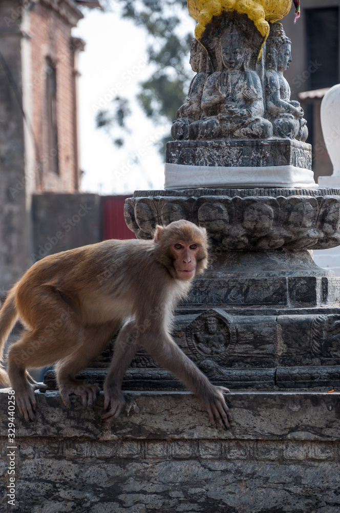 Little monkey sits on the corner of the temple
