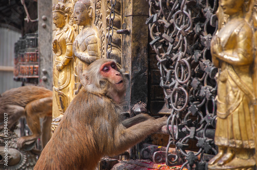 Singing monkey near a temple