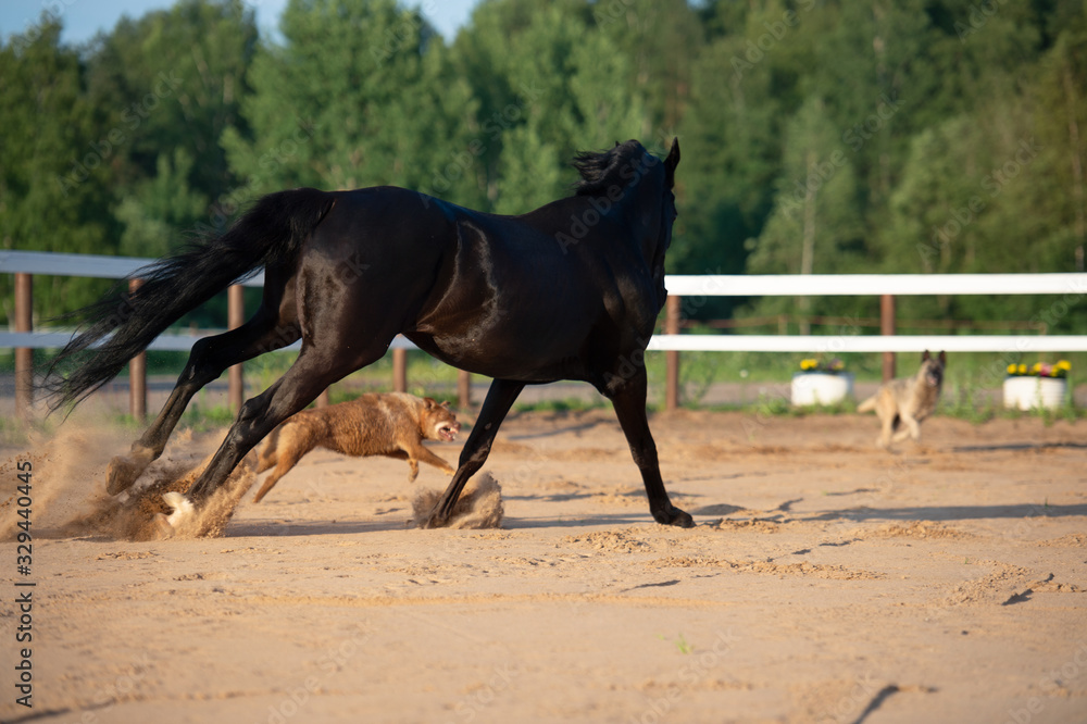 playing black beautiful stallion with dogs in paddock. TRakehner sportive breed playing black beautiful stallion with dogs in paddock. TRakehner sportive breed