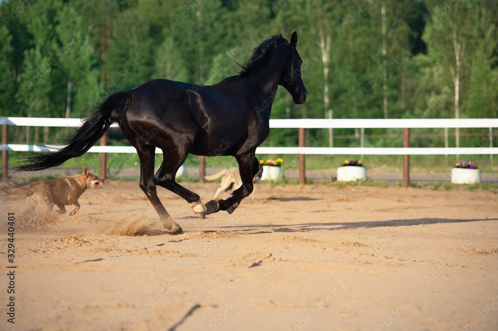 playing black beautiful stallion with dogs in paddock. TRakehner sportive breed playing black beautiful stallion with dogs in paddock. TRakehner sportive breed