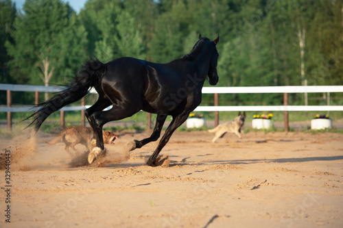 playing black beautiful stallion with dogs in paddock. TRakehner sportive breed