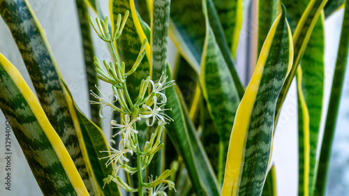 Striped leaves and flower of Sansevieria trifasciata 'Laurentii'. Variegated tropical green leaves with golden edge of snake plant or mother-in-law's tongue. Close-up blooming sansevieria trifasciata photo