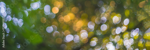 flora abstract image of green leaves, blurry background with round light spots