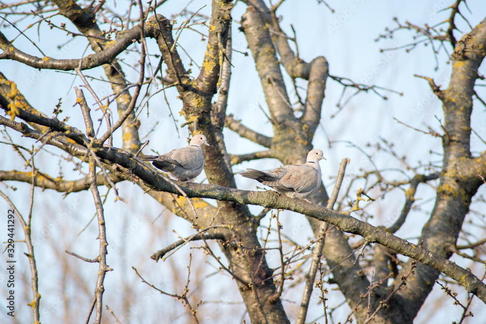 two wild birds in the trees two wild birds in the trees