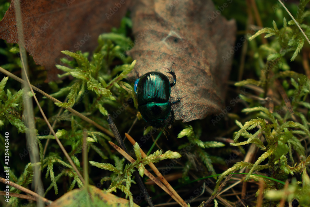 Dung beetle in the forest, close-up Dung beetle in the forest, close-up