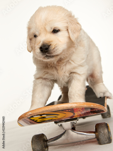 Golden Retriever Skateboard Puppy