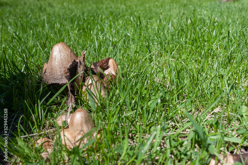 Poisonous Mushrooms in the Grass