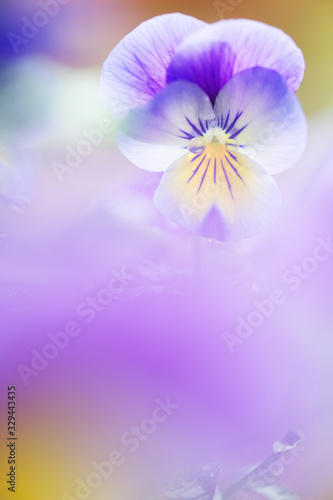 Raindrops on horned pansy (Viola cornuta) flower petals. Selective focus and shallow depth of field.