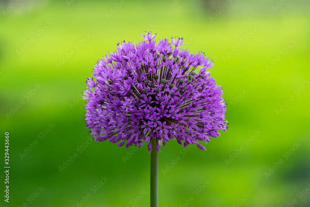 Allium hollandicum flowering springtime plant, group of purple persian ornamental onion flowers in bloom