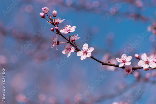 Cherry blossoms on a blurry background of blue sky and flowering trees. A sprig of blooming sakura. Wallpaper.Gentle spring background. Copy space