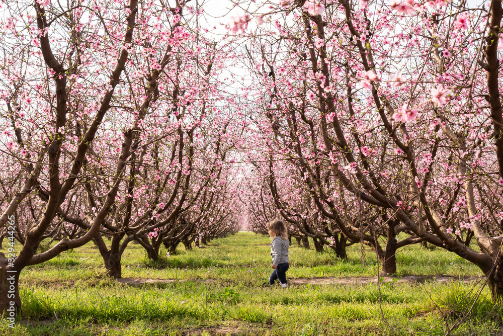 Girl Walking on Orchard of Pink Blossom Trees Girl Walking on Orchard of Pink Blossom Trees