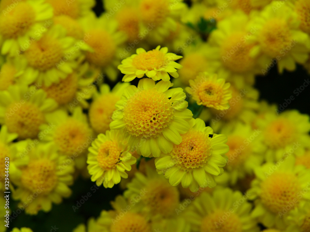 Japanese chrysanthemum of various colors known as anemone Japanese chrysanthemum of various colors known as anemone