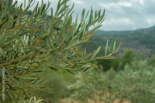 Olive tree branch with green olives in Spain