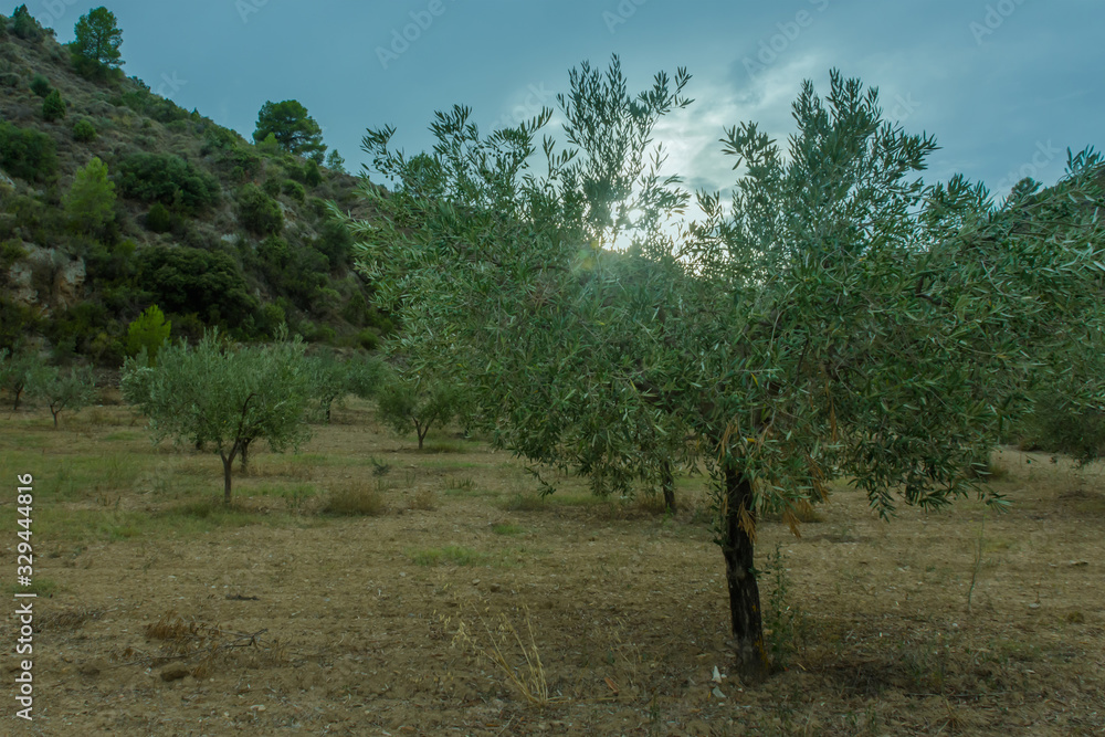 Olive tree plantation in Chelva, Spain