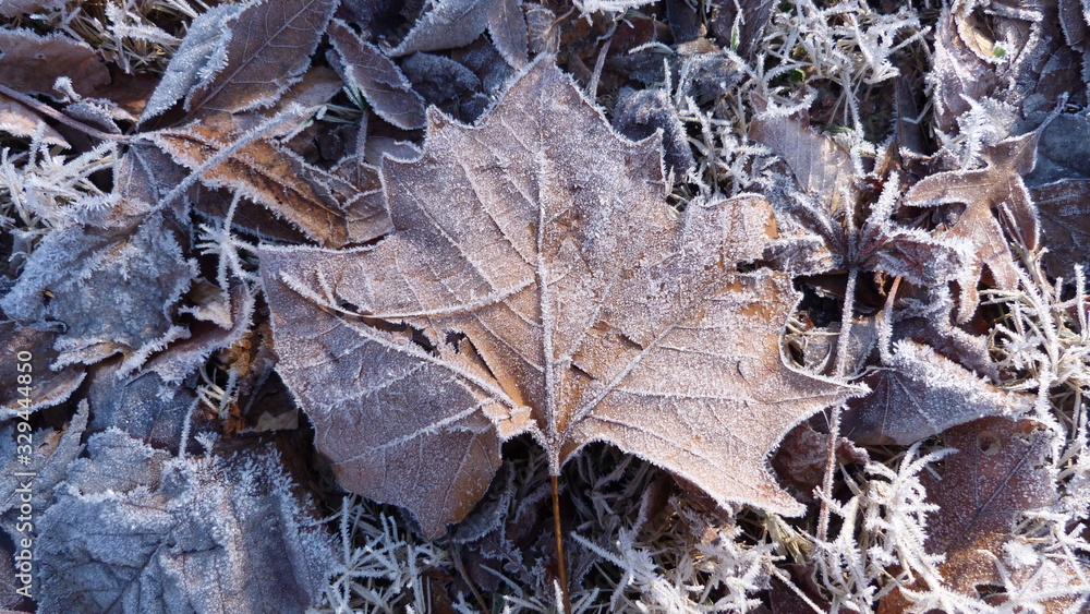 Frost Particles on a Large Leaf with a background of Dead Leaves and Grass in Winter, Hoarfrost Frost Particles on a Large Leaf with a background of Dead Leaves and Grass in Winter, Hoarfrost