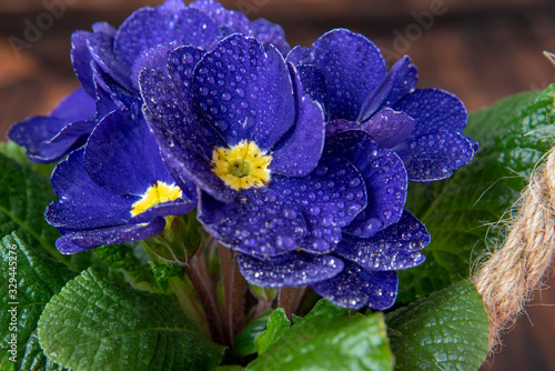 Full frame of a bright blue primrose with a yellow center and water droplets on the petals