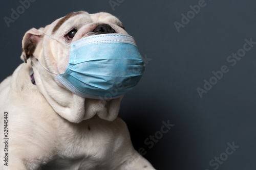 English Bulldog wearing medical mask