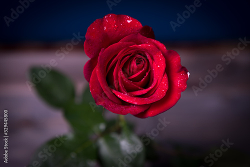 Red rose with drops of water on a wooden table.