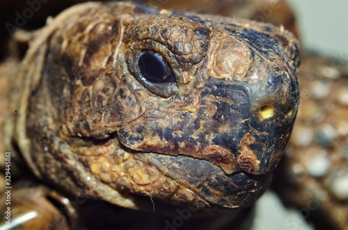 Criptodera Turtle (Testudines) head close up, reptile, shell
