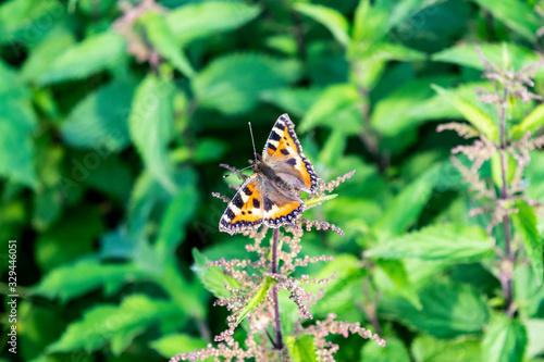 Urticaria on nettles against a background of bright green grass on a sunny summer day. Summer sunny bright green floral background with butterfly. © O de R