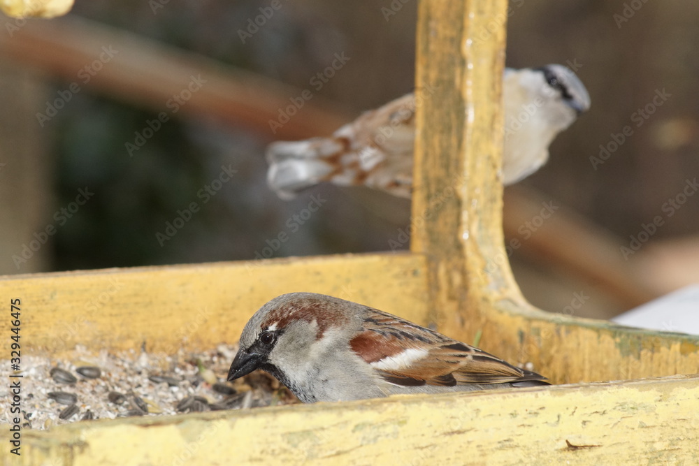 Wróbel ,ptak wróbel ,ptak w karmiku