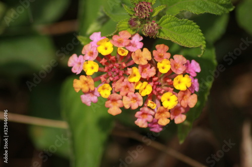 tropical flowers 