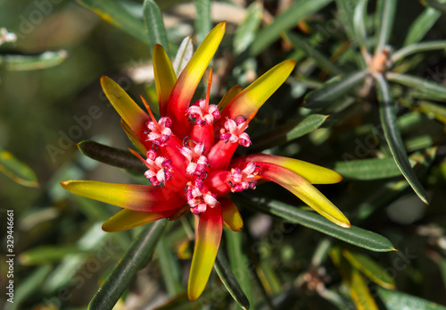 Macro photo of Lambertia formosa (Mountain Devil) flower photo