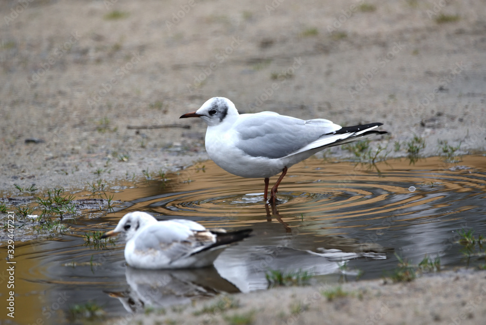 seagull in the water seagull in the water