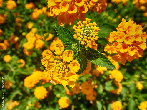 yellow flowers forming a natural colorful background in the rays of the summer sun