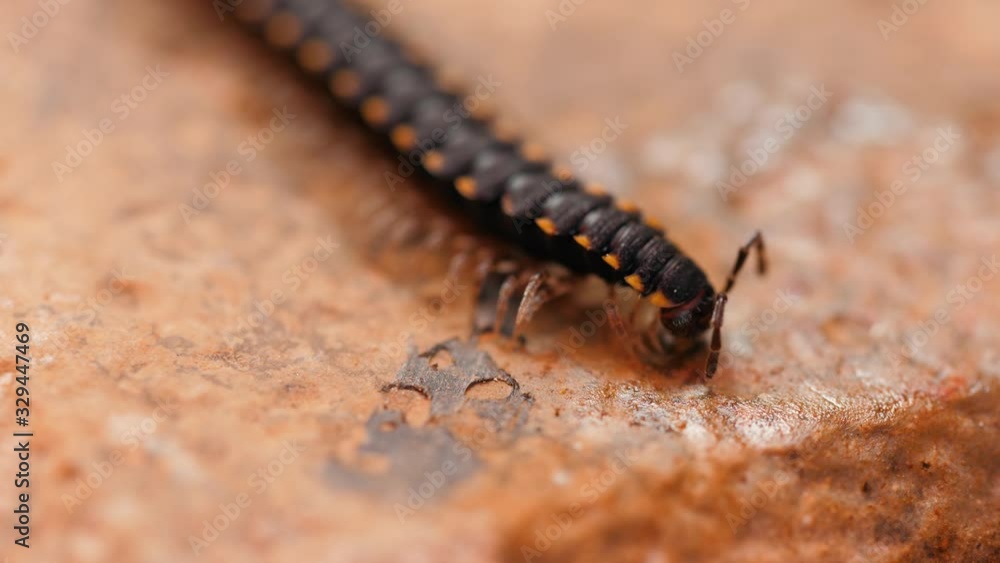 A macro shot of a centipede on a concrete floor A macro shot of a centipede on a concrete floor