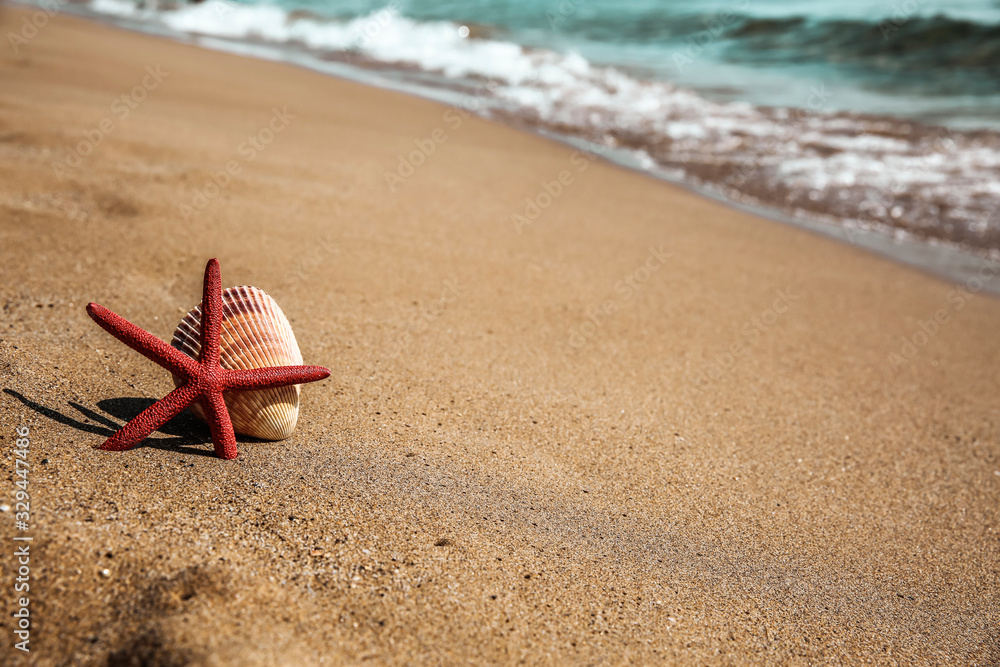 summer shell on beach and free space for your decoration. summer shell on beach and free space for your decoration.