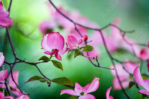 pink flowers 