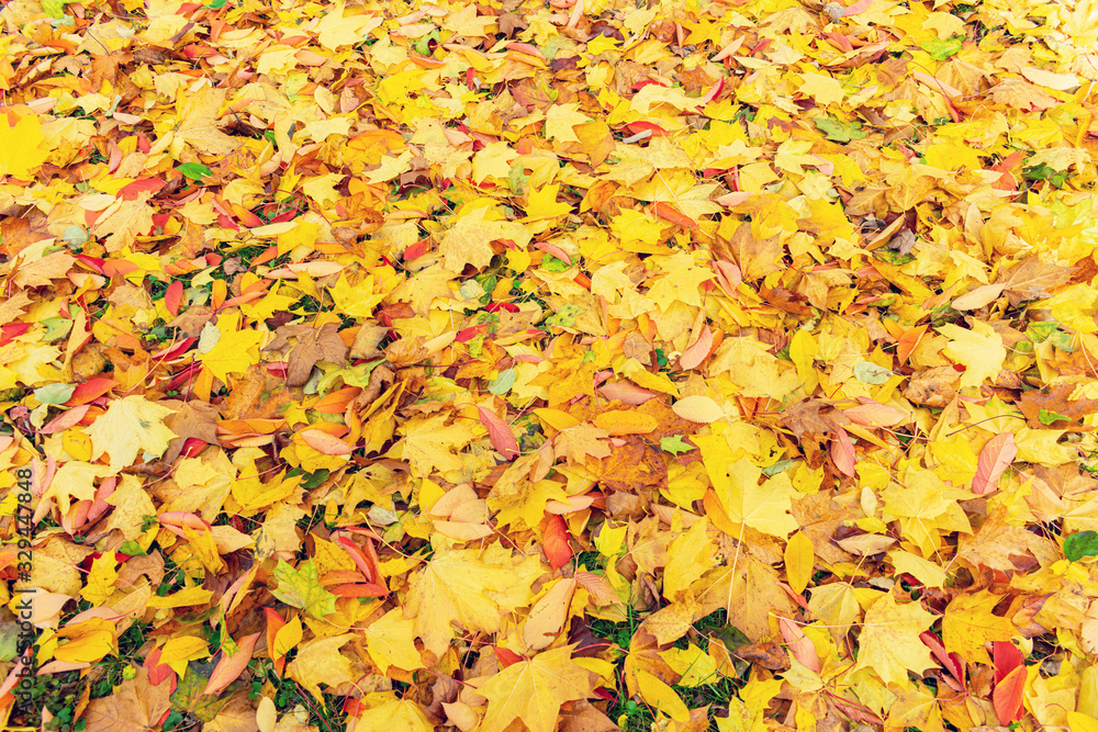 Fallen yellow maple leaves in the Park, texture, autumn concept Fallen yellow maple leaves in the Park, texture, autumn concept