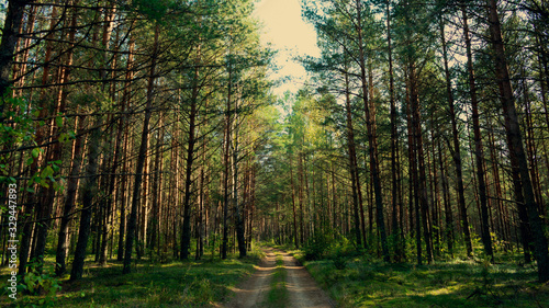 Green summer forest, forest road, 16:9 © Анастасия Семашко