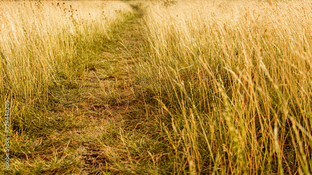 Fototapeta premium Path in the field, close up, 16:9