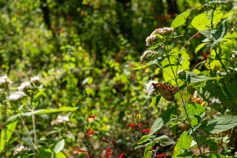 Monarch Butterfly in their sanctuary in Mexico Monarch Butterfly in their sanctuary in Mexico