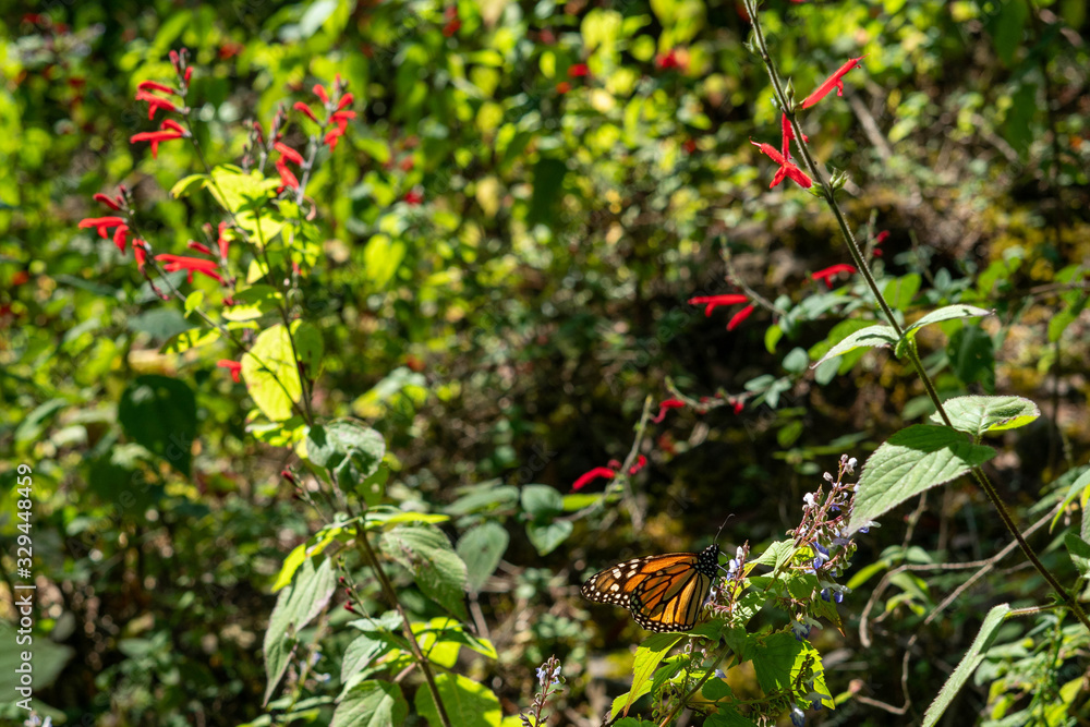 Monarch Butterfly in their sanctuary in Mexico