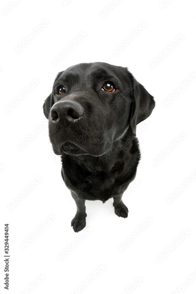 Studio shot of a lovely labrador retriever Studio shot of a lovely labrador retriever