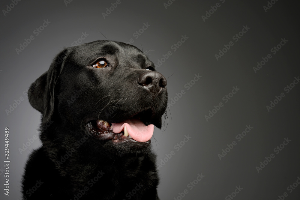 Portrait of a lovely labrador retriever Portrait of a lovely labrador retriever