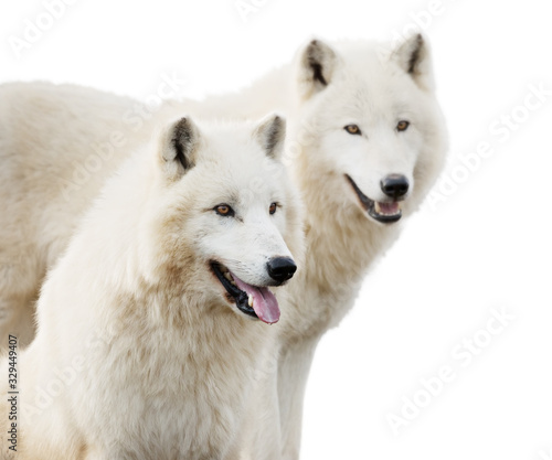 Pair of beautiful white arctic wolves isolated on white background