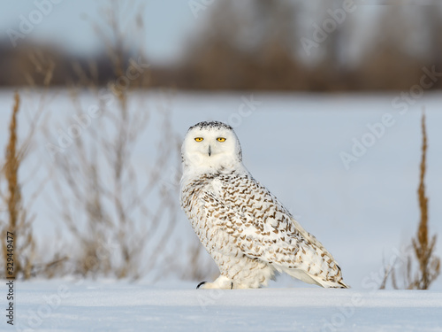 Snowy Owl Female Sitting on Snow Field in Winter  © FotoRequest